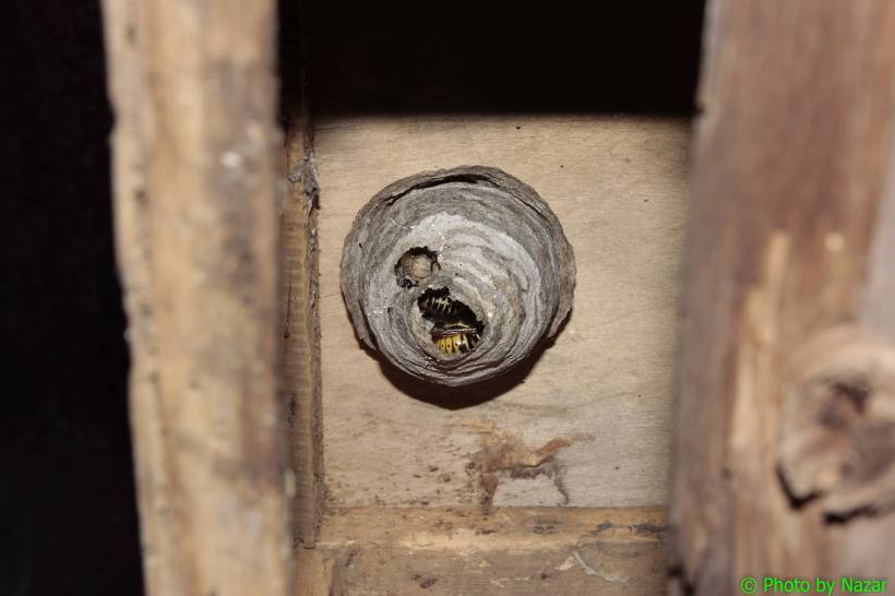 Как убрать осиное гнездо (маленькое и большое) летом на даче, под крышей, из сарая, дома, с балкона, как безопасно и правильно справиться с проблемой?